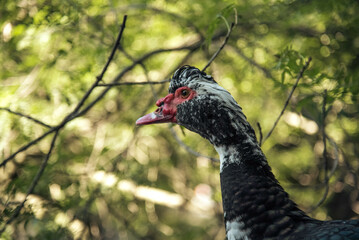 Beautiful musky duck outdoors in the yard. Close-up of the head of a musk duck in the shade on a blurry background in the daytime. Breeding ducks at home. Domestic poultry farming. High quality photo