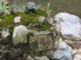 Moss on Rocks