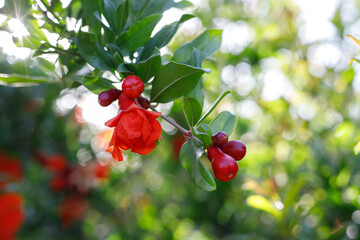 Background with blooming pomegranate tree. Sunset light. Selective focus