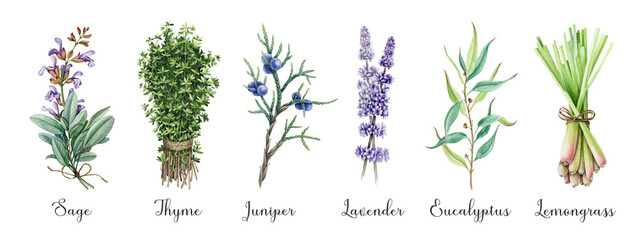 Aromatic garden herbs watercolor collection. Hand drawn fresh sage, thyme, lavender, juniper, lemongrass, eucalyptus aroma plants. Garden herbs with essential oils for treatment, cosmetics, food - obrazy, fototapety, plakaty