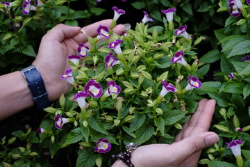 woman hands holding pink flowers