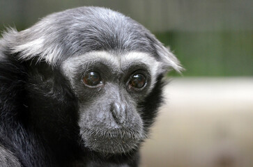 ボウシテナガザル