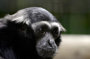 ボウシテナガザル