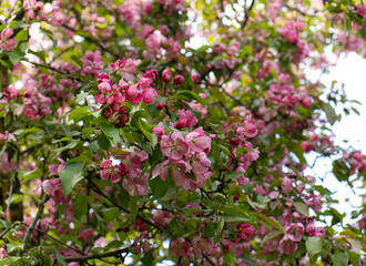 flowering apple tree with pink flowers in the park in spring. 