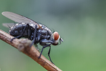 close up of a fly