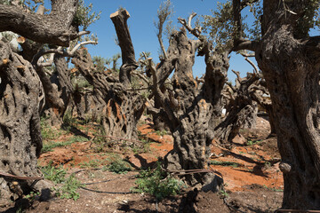 Extraordinary beauty and grace olive trees