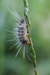 caterpillar on a leaf