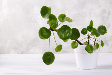 Pilea peperomioides or Money plant in a white ceramic pot on grey stone background, Scandinavian room deroration