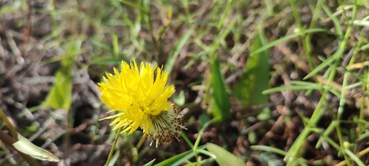 flower in grass