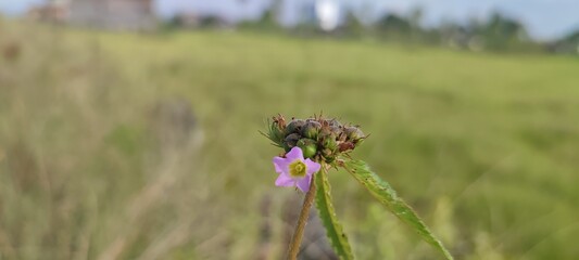 thistle in the field