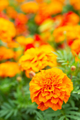 夏の花壇