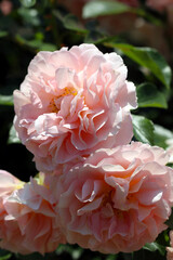 Fashionable peach orange colored rose flowers "Sangerhauser Jubilaumsrose 2003, Germany", close up photograph.