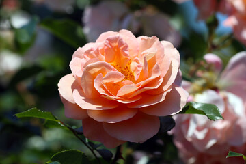 ドイツ作出の桃色の大輪のバラの花。Fashionable peach orange colored rose flowers 