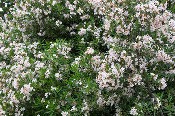 A tree of blossoming jasmine. The background of a jasmine tree with white beautiful flowers.