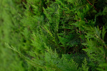 Twigs of thuja are depicted in close-up. The background of the natural thuja plant.