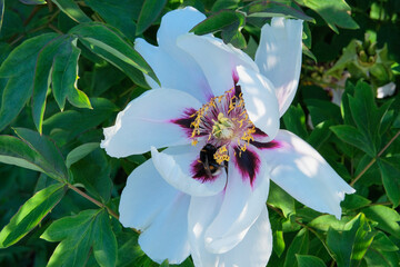 Paeonia suffruticosa is growing in the greenhouse. White plant, cultivated for its showy flowers.