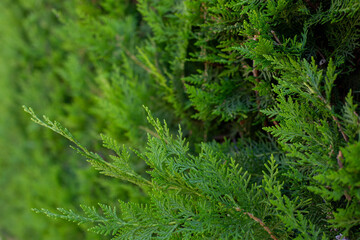 Fototapeta premium Twigs of thuja are depicted in close-up. The background of the natural thuja plant.