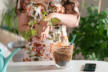 person planting a plant. woman planting flowers. transplanting a flower into a pot