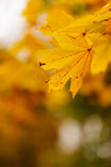 Yellow maple leaves on a blurred background. Autumn fall background with maple leaves. Copy space