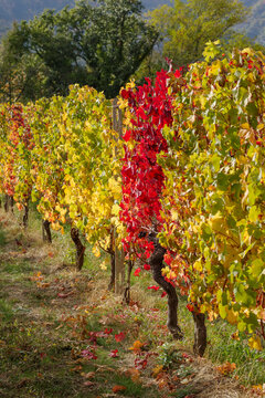 Vineyard in autumn, Province of Imperia, Italy