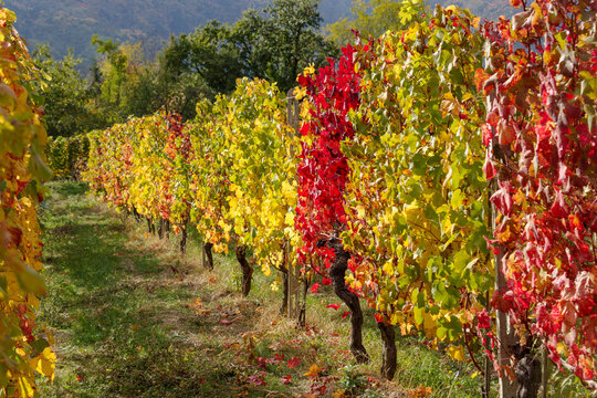 Vineyard in autumn, Province of Imperia, Italy