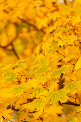 Yellow maple leaves on a blurred background. Autumn fall background with maple leaves. Copy space