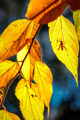 Obraz premium Bug on Yellow Leaves in Autumn