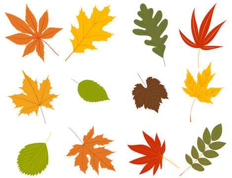 autumn leaves in flat design set isolated , vector