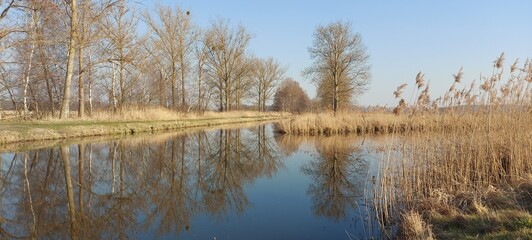 reeds in the water