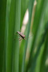 fly on leaf