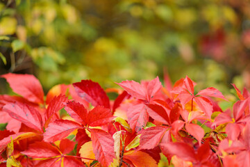 Naklejka na ściany i meble Red leaves of wild grapes. Autumn natural bokeh background with red leaves. Copy space