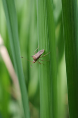 grasshopper on a leaf