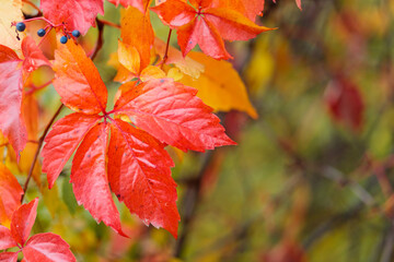 Obraz premium Red leaves of wild grapes. Autumn natural bokeh background with red leaves. Copy space