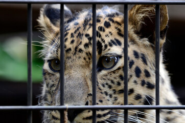 アムールヒョウ