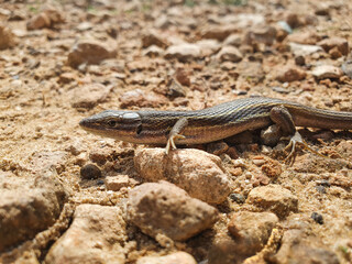 Lagartija colilarga o psammodromus algirus en Parque Natural de La Mata en Torrevieja