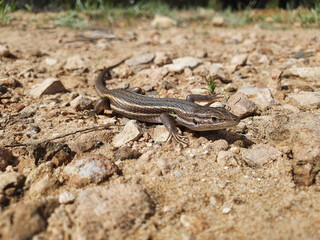 Lagartija colilarga o psammodromus algirus en Parque Natural de La Mata en Torrevieja