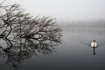 Swan swimming on a mist covered pond in winter