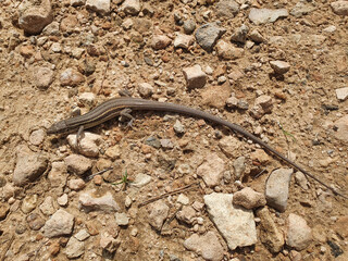 Lagartija colilarga o psammodromus algirus en Parque Natural de La Mata en Torrevieja