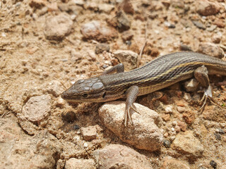 Lagartija colilarga o psammodromus algirus en Parque Natural de La Mata en Torrevieja