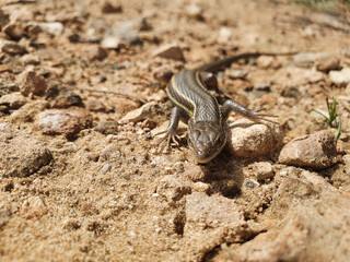 Lagartija colilarga o psammodromus algirus en Parque Natural de La Mata en Torrevieja