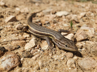 Lagartija colilarga o psammodromus algirus en Parque Natural de La Mata en Torrevieja
