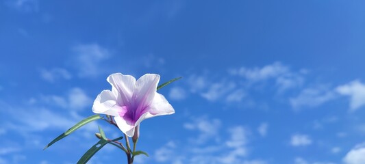 blue sky and flowers