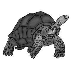 turtle illustration with pencil shading