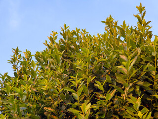 Arbol de laurel ramas y hojas
