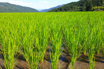 美しい緑の坂折棚田（7月）