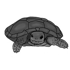 turtle illustration with pencil shading