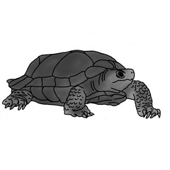 turtle illustration with pencil shading