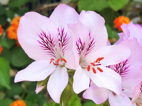 Flor de Alstroemeria, astromelia o lirio del Perú o de los incas