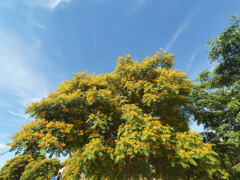 Arbol de tipuana tipu en flor