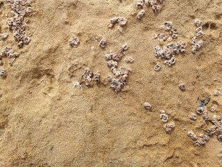 Textura de roca o piedra caliza